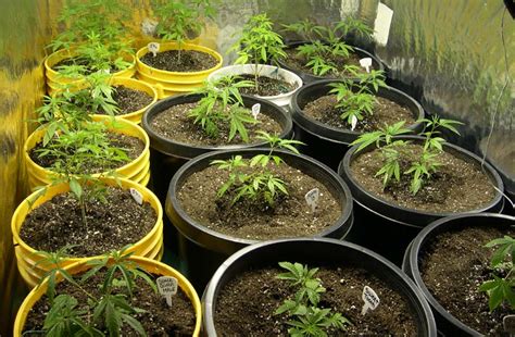 should i grow two clones in the same bag|transplanting clones.